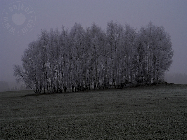 Frost & Field