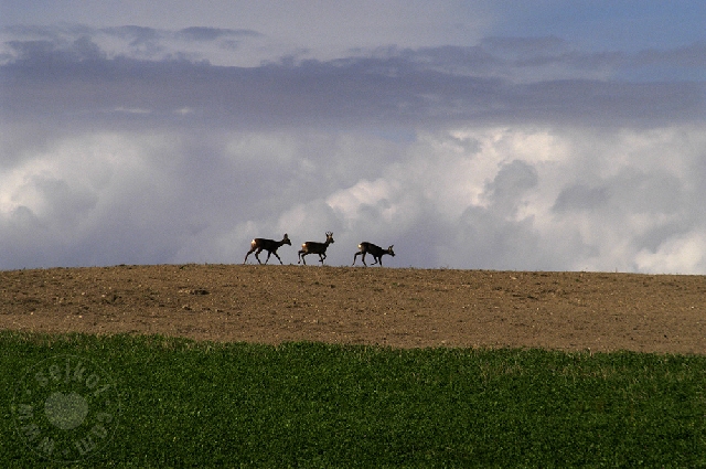 Dear Three Deers