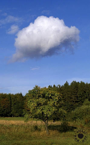 Mrak a Strom