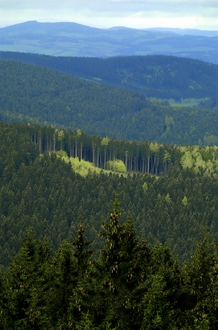 Forests