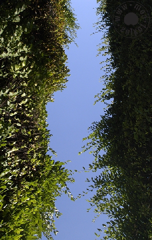 Cesta
