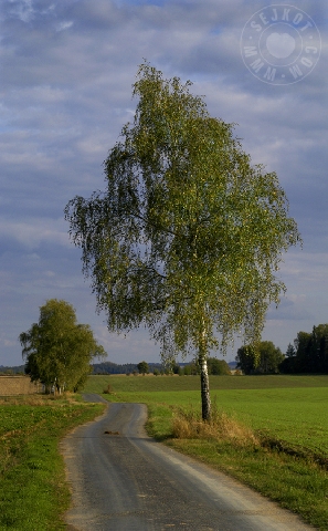 Tree and Way