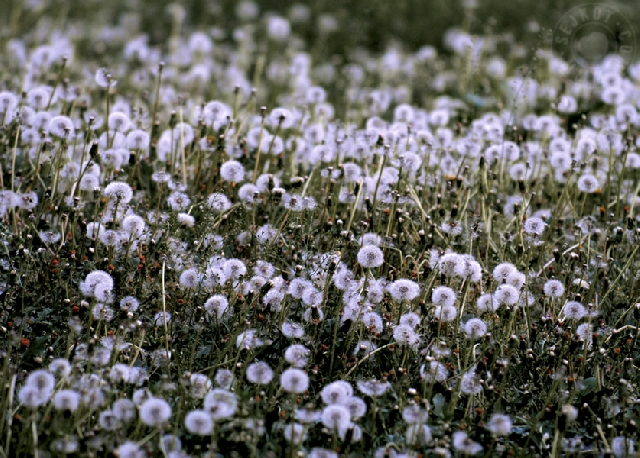 Dandelion's Field