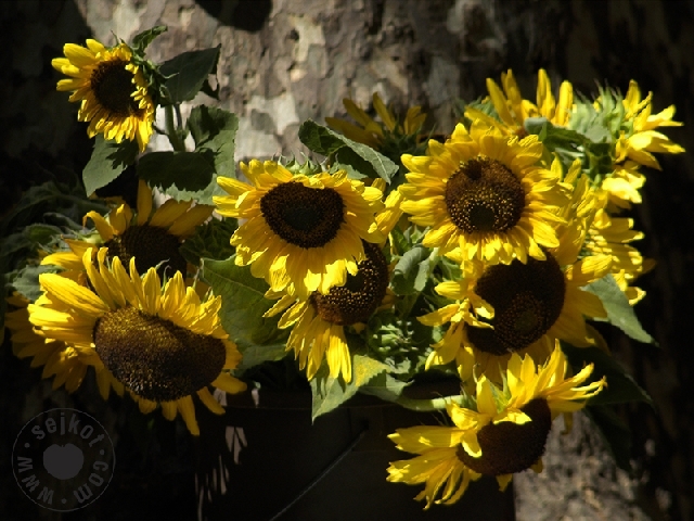 Sunflowers